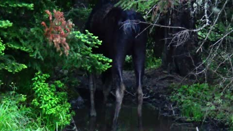 Bull Moose