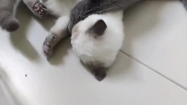 Kitten tries to escape from cleaning!!! funny moments!!