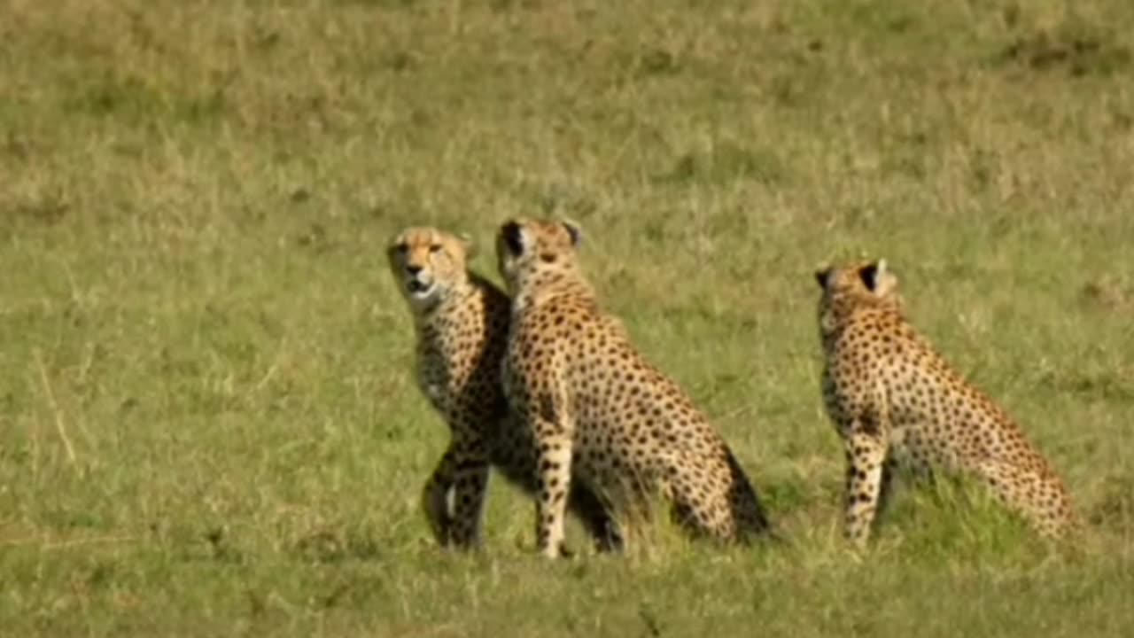 Cheetahs _high_speed hunters of the Savannah.............