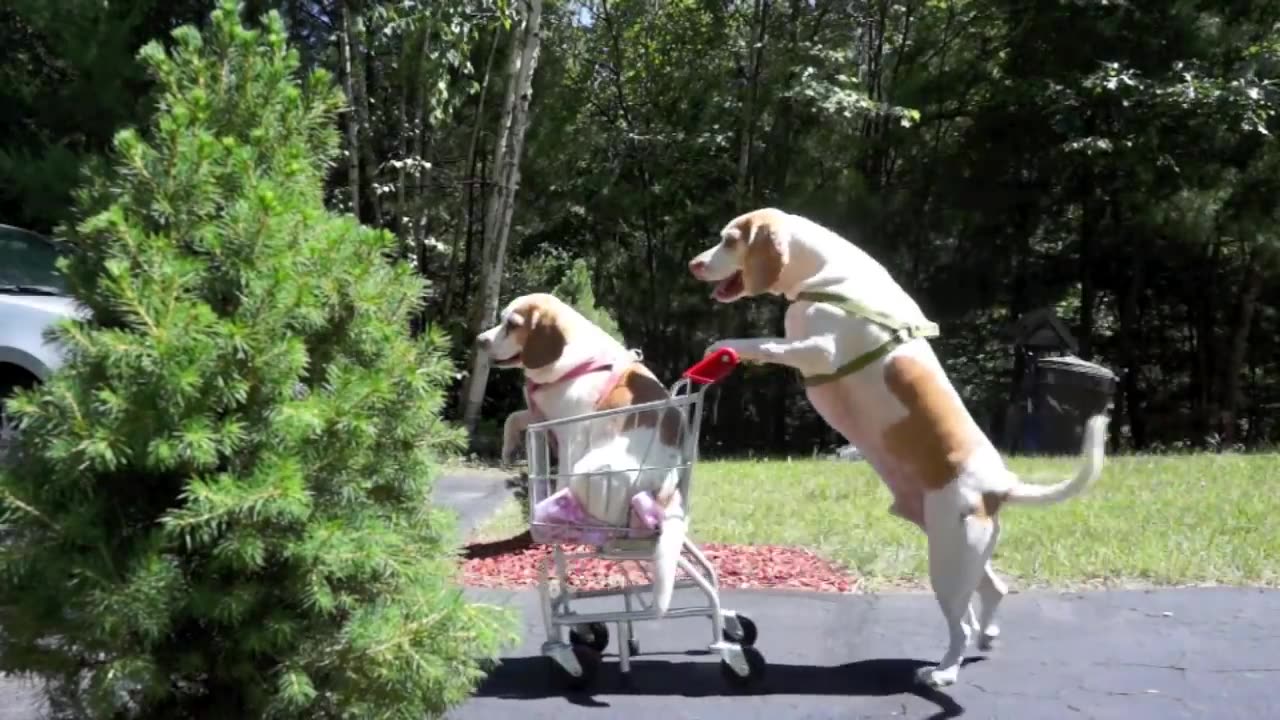 FUNNY DOGS SHOPPING