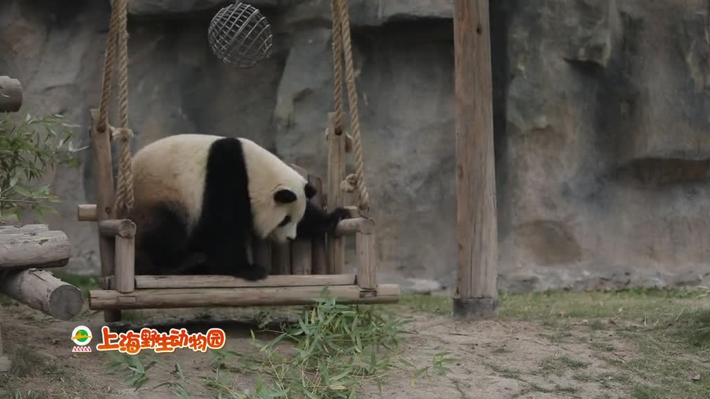 It was the ball that started it # Panda