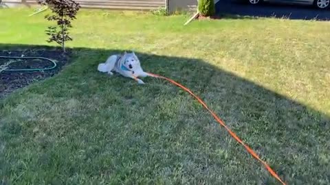 Patient shepherd is tired of Stubborn Husky's Antics