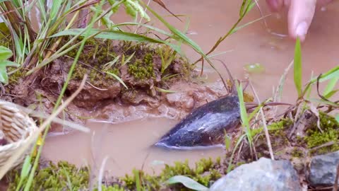 Satisfying Miniature Egg Fishing and Cooking Delicious Catfish Curry - Mini Yummy's Best Recipe