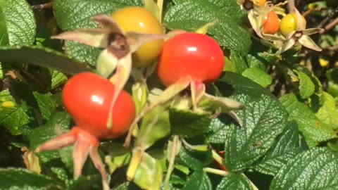 Harvesting Rose Hips at the Ocean (BLESSED)