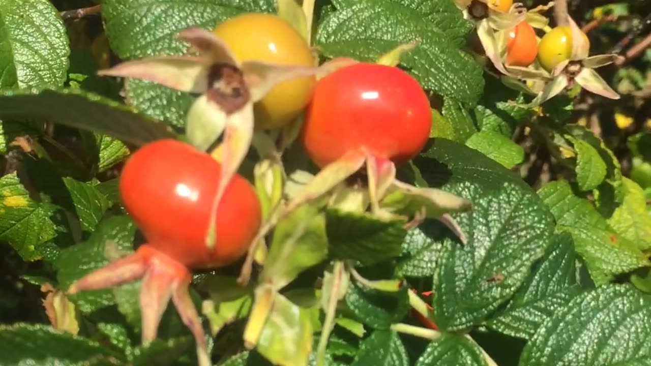 Harvesting Rose Hips at the Ocean (BLESSED)