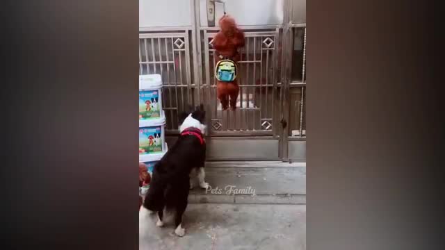 Funniest Animals 2022 😂 Funniest Cats and Dogs Part 25 | Pets Family