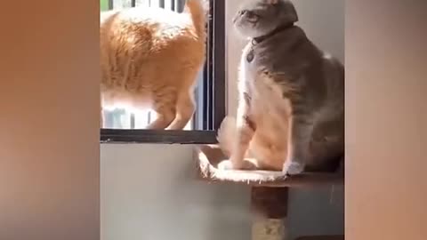 funny cats