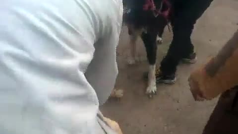 The best dog warrior