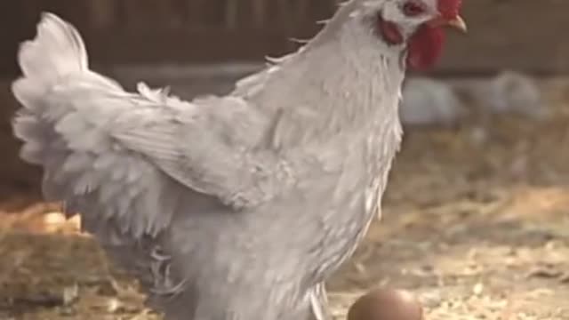 Funny Chicken Juggling it's Egg