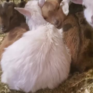 Adorable baby Goats Cuddling in the Cold / Nigerian Dwarf Kids
