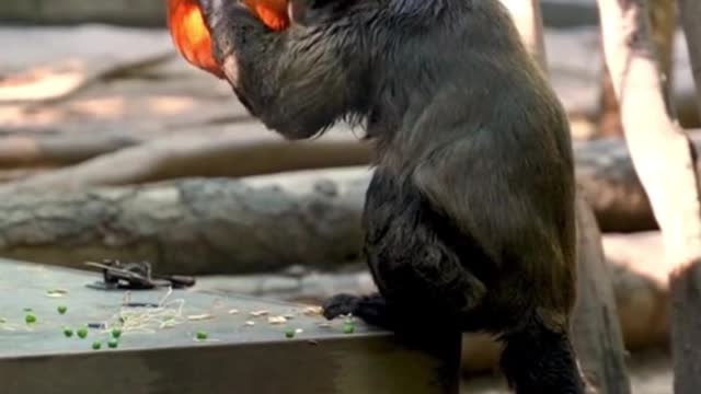 Oh my God, this monkey is so smart. He knows how to crack open pumpkins