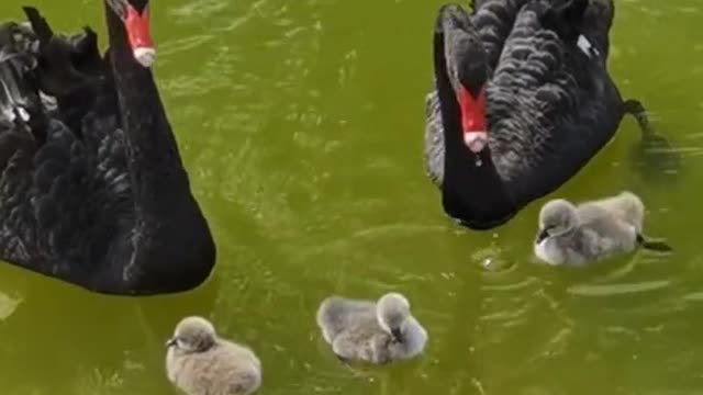 The black swan splashed in the water