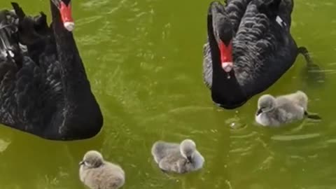 The black swan splashed in the water