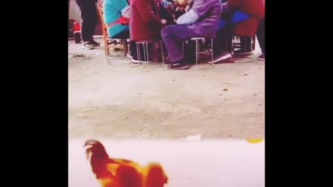 Fight | Chicken and chick fight ] Chicken fight |