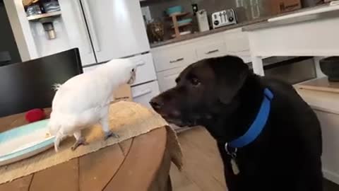 Cockatoo feeds Labrador