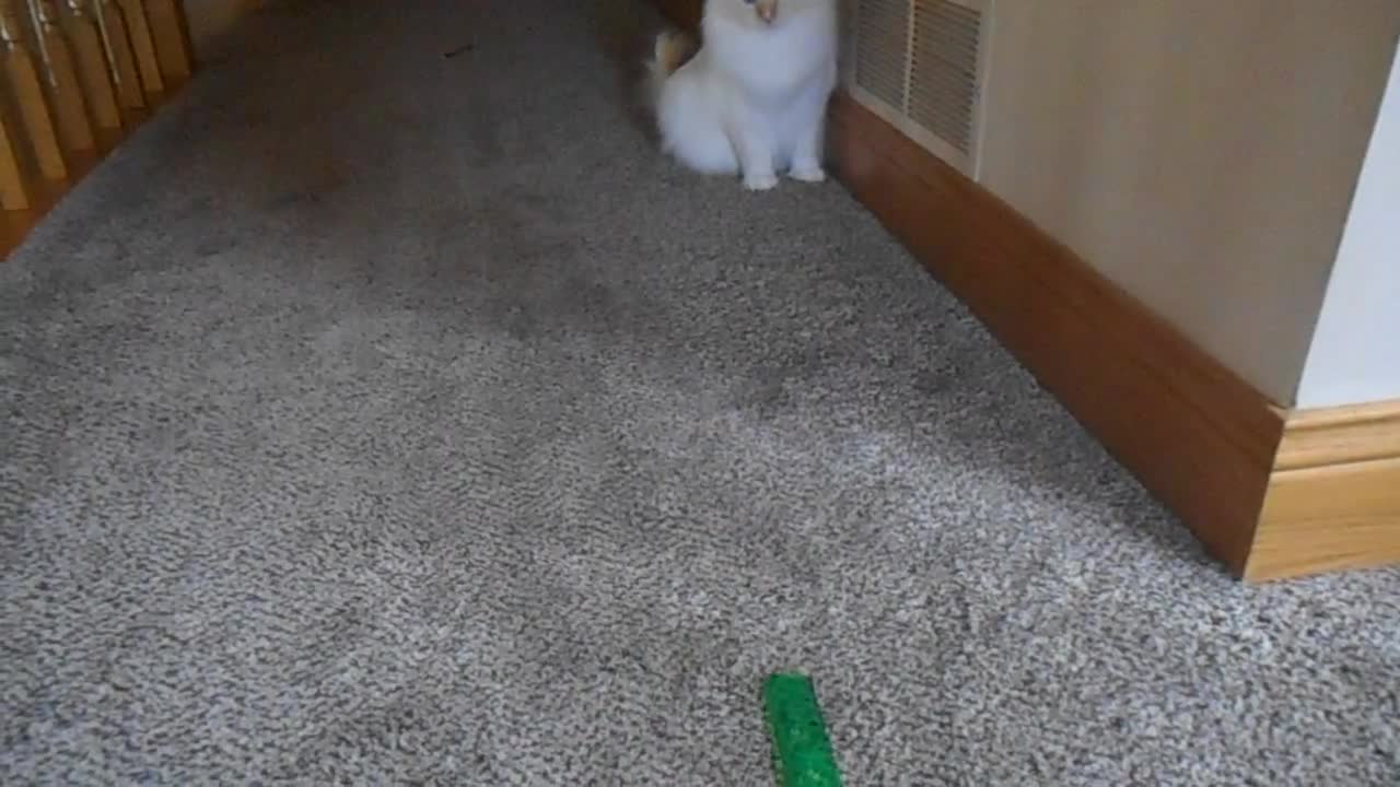 Cutest Ragdoll kitten loves pencils