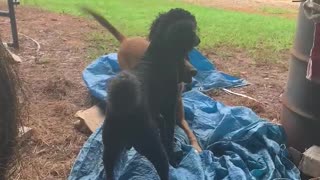 Malinois dog accidentally gets wrapped in tarp