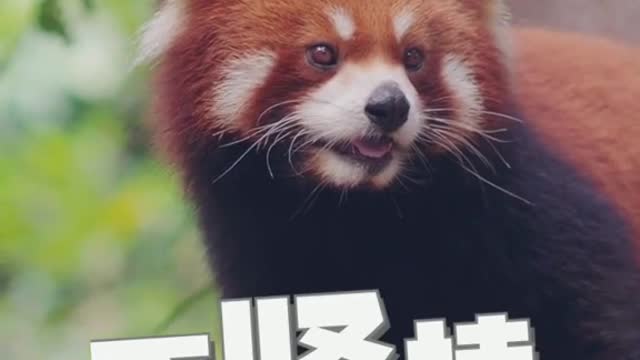 Red Panda