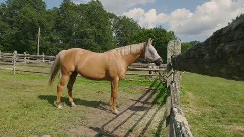 Horse wearing a fly cap happily eats from a bale of hay hanging from farm fence