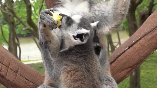 lemurs