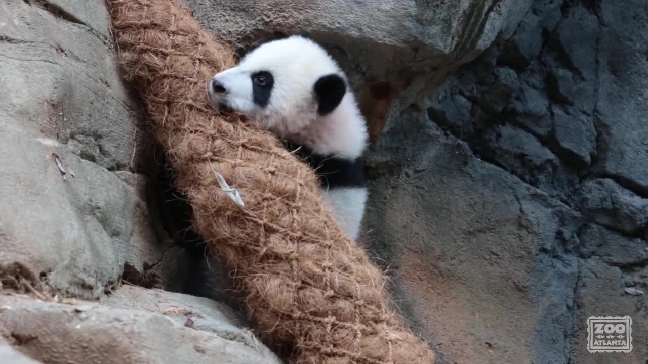 Panda Cubs Ya Lun and Xi Lun: Day 202