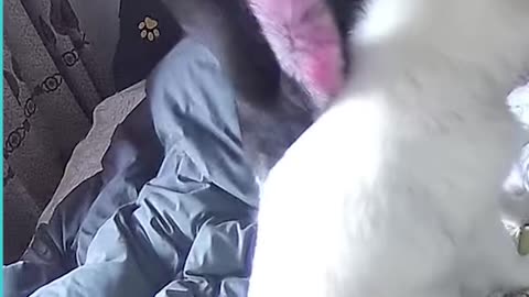 Funny animals
