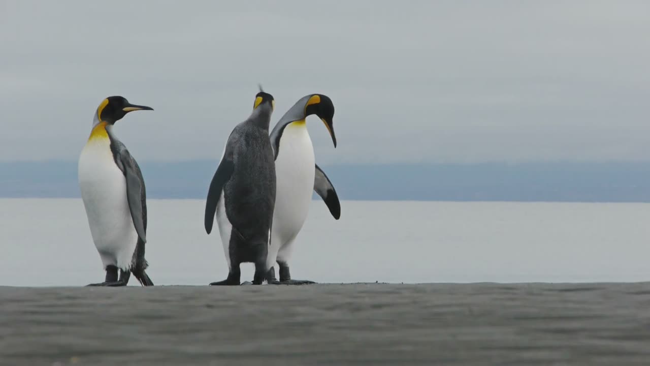 Penguins Birds Penguin Dance