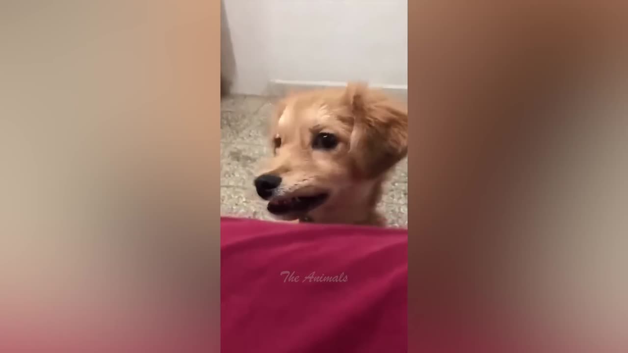Best Funny Animal Videos Of The 2022 🤣 - Funniest Cats And Dogs Videos 😺😍 (71)