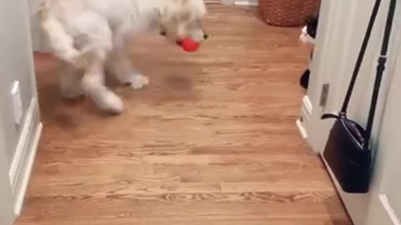 Dog scared a cute cat funny