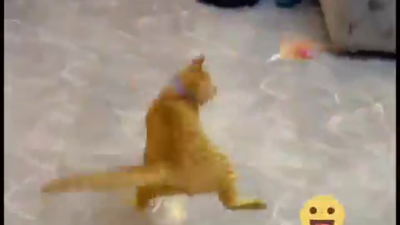 Cat Playing Toy Funny Cat Video