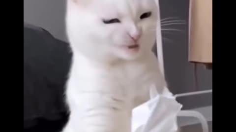 Funny Animal clips 2022