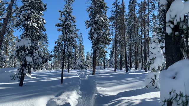 Idyllic Winter Snowscape – Central Oregon – Swampy Lakes Sno-Park – 4K