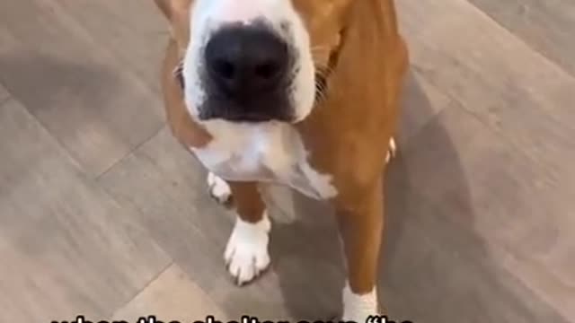 Dog video usa