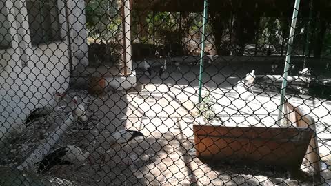 Baby was adored by white stork in zoo