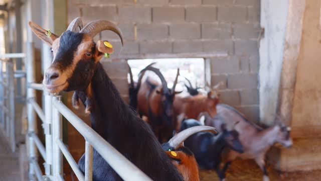 A Goat on a Goat Farm Looking Through a fence.Large Livestock Farm for Goats and Cattle.