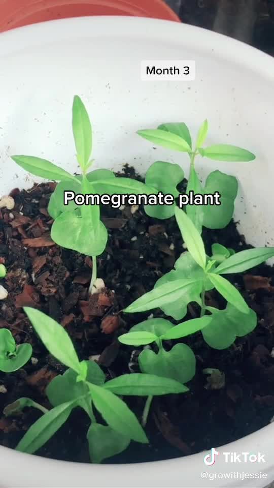 Pomegranate plantation