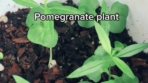 Pomegranate plantation