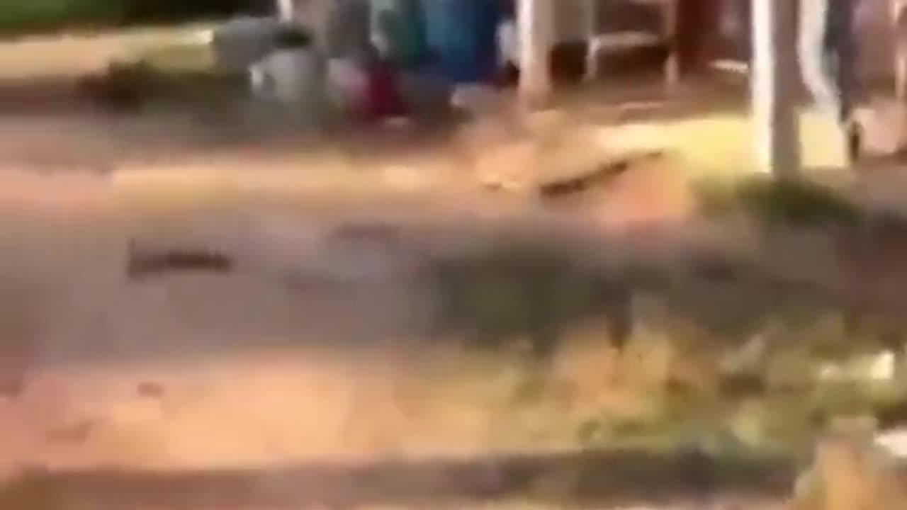 Funny Animal Videos - try not laugh _ #shorts #ytshorts