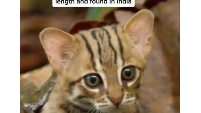 If dangerous why cute?
