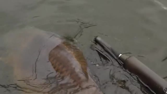 Anyone catch this weekend 🎣