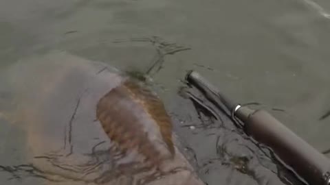 Anyone catch this weekend 🎣