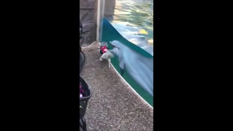 Dog Meets Dolphin 🐬🐕