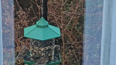 HOMELESS BIRDS EAT FOR FIRST TIME