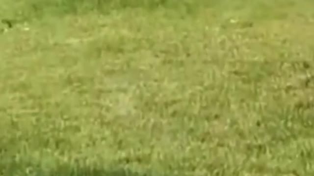 animal fail