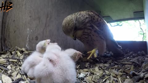 THE Eagle and cute baby