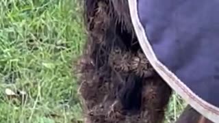 Horse Gets Covered in Cockleburs