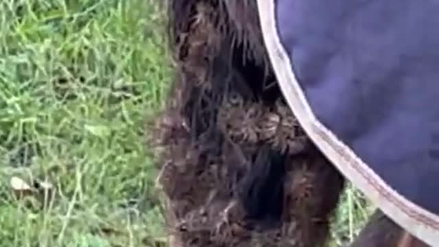 Horse Gets Covered in Cockleburs