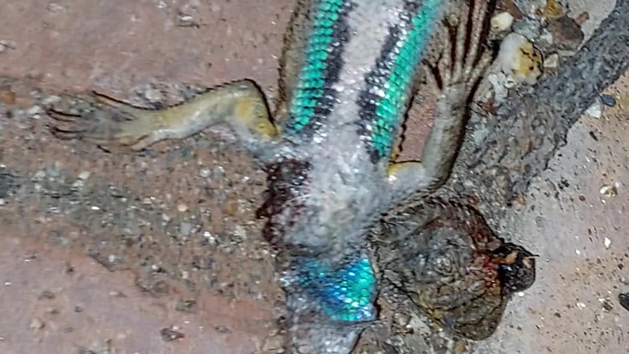 Lizard from ohio mutant