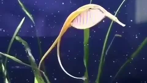 Pipefish in india