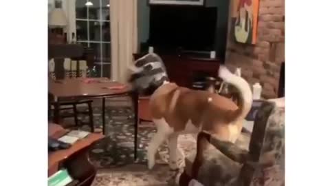 Dog so happy
